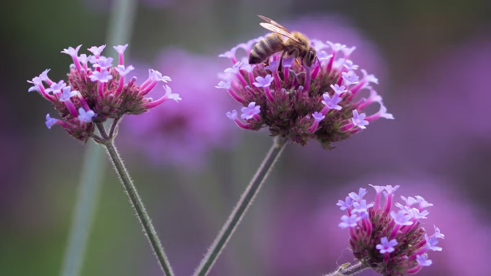 โครงการนำร่องเปลี่ยนดอกไม้เป็นน้ำหอมจากยูนิลีเวอร