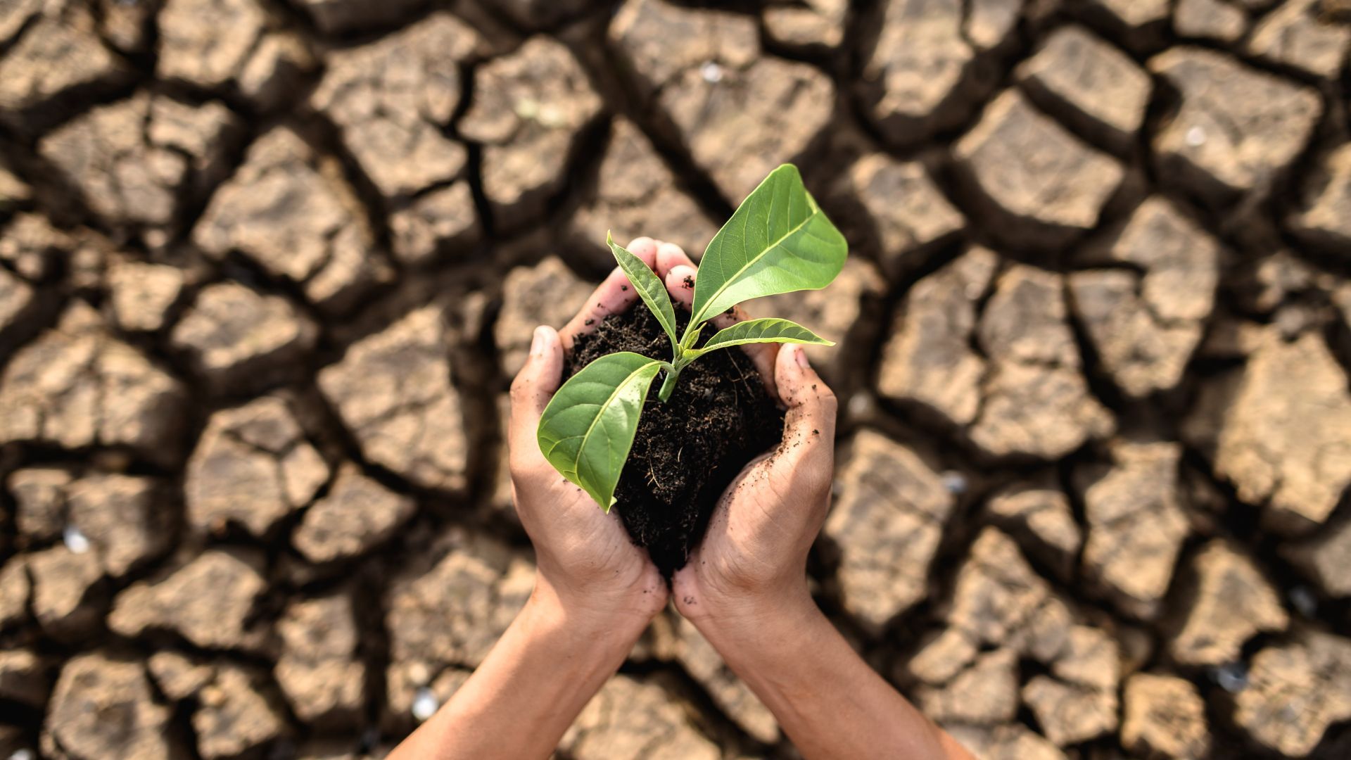 เพาะปลูกต้นไม้ ช่วยลดโลกร้อน